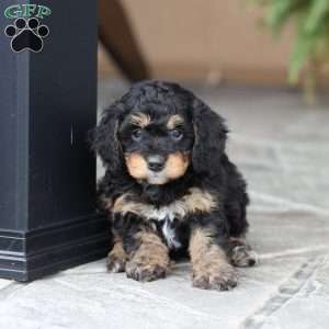 Dax (F1 B), Cavapoo Puppy